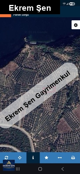 sahi̇bi̇nden satilik zeyti̇nli̇k