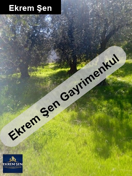 edincik satılık zeytinlik arsası