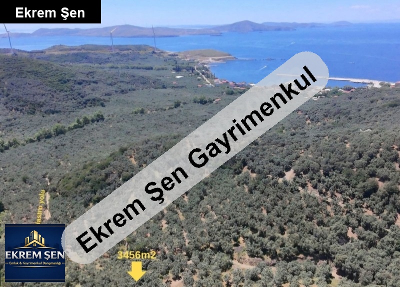yatirimlik bakimli zeyti̇nli̇k