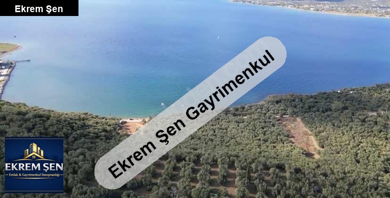 denize 100 metre sahibinden satılık zeytinlik
