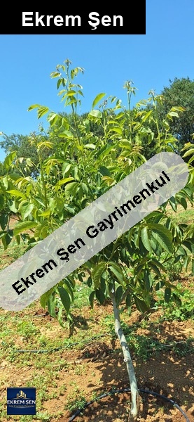 kadrasto yola cepheli cevi̇z bahçesi