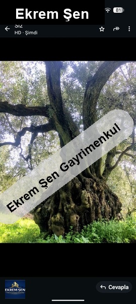 yatırımlık zeytinlik