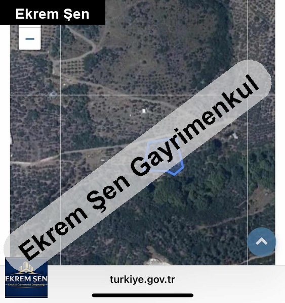verimli zeytinlik