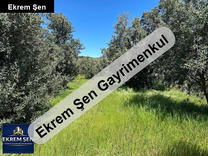erdek çelti̇kçi̇'de sahi̇bi̇nden tek tapulu zeyti̇nli̇k