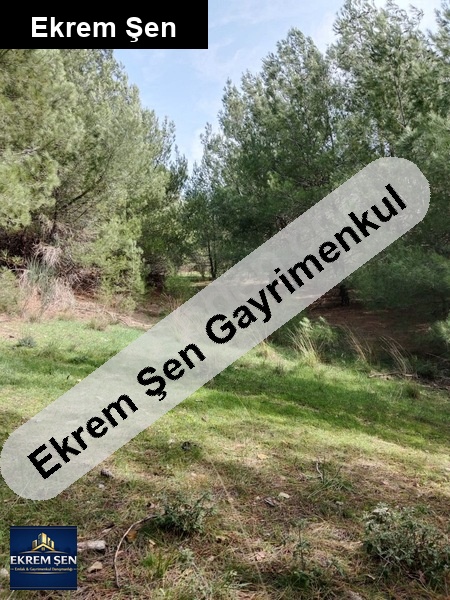 altieylül i̇lçesi̇ ataköy'de çam ağaçlari olan satilik tarla