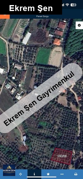 turan köy satilik zeyti̇nli̇k