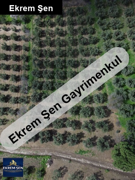 sahibinden, yatırımlık, bakımlı zeytin bahçesi