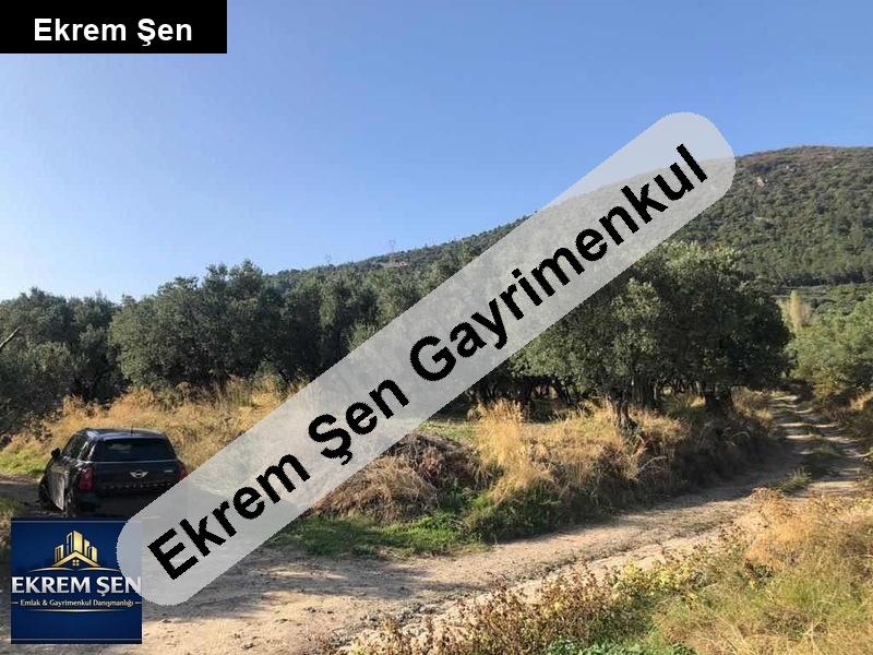 balıkesir ocaklarda sahibinden satılık bakımlı zeytinlik