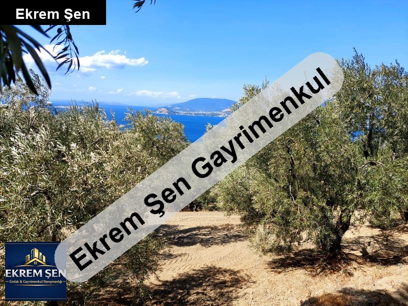 edincikte deniz manzaralı zeytin bahçesi