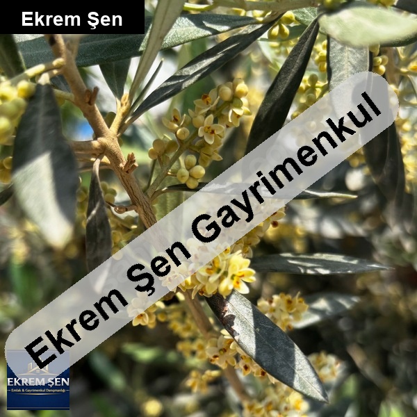 bakımlı yatırımlık zeytinlik