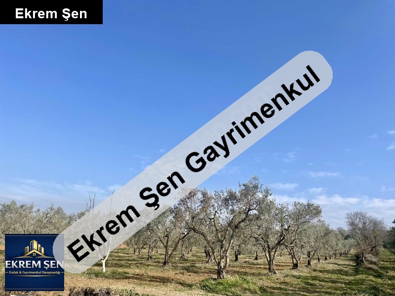 sahibinden 6 dönüm zeytinlik