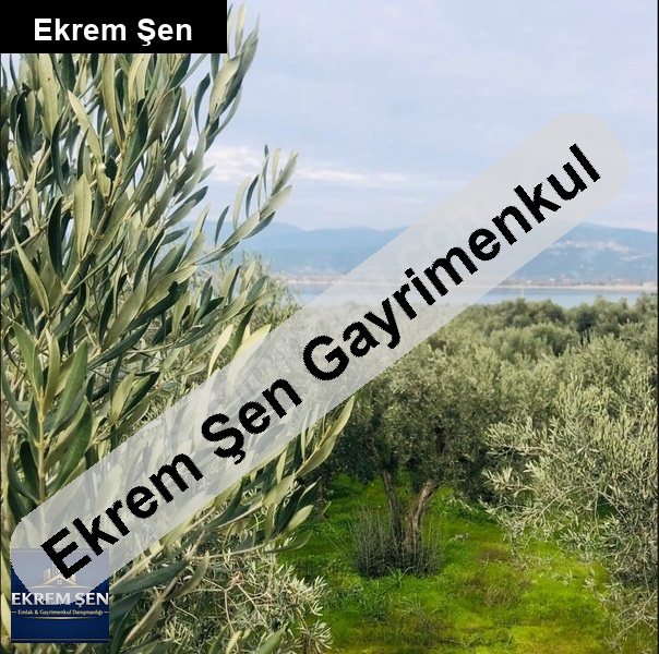 balikesi̇r/bandirma/edi̇nci̇k'te satilik zeyti̇nli̇kdeni̇ze 180 mt