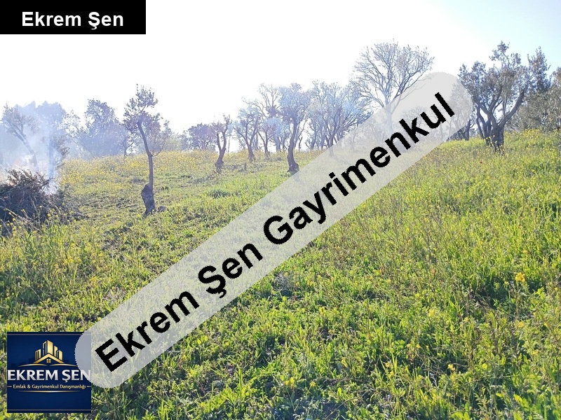 bağ vasıflı zeytinlik kuş cenneti gölü manzaralı