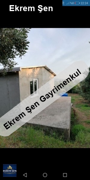 satılık zeytinlik