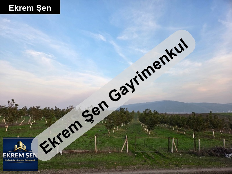 ruhsatı, sulaması ve elektriği olan yola çephe ceviz bahçesi