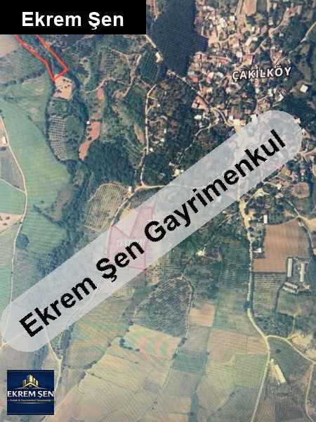 sahibinden satlık zeytinlik