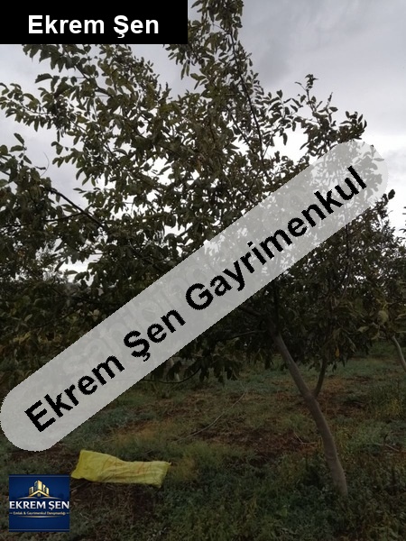 susurluk yıldız köyü yakinlarinda cevizlik