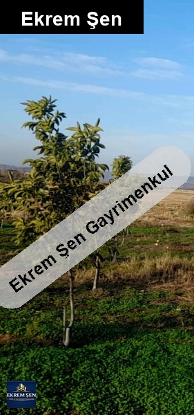 gönen.. gündoğan mah..cevi̇z tarlasi