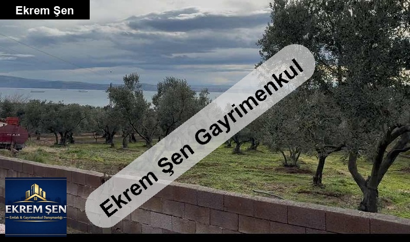 deniz manzaralı fırsat zeytinlik