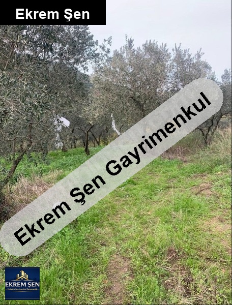 satilik turanlarda 1750 mt deni̇z doğa manzarali zeyti̇nli̇k