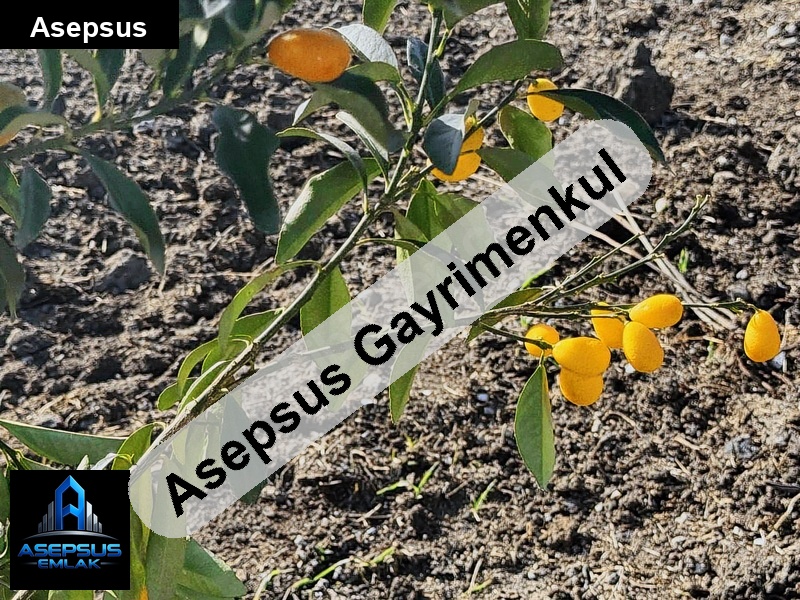 Asepsus Emlak'tan  turplu mh. 'sinde satılık arsa