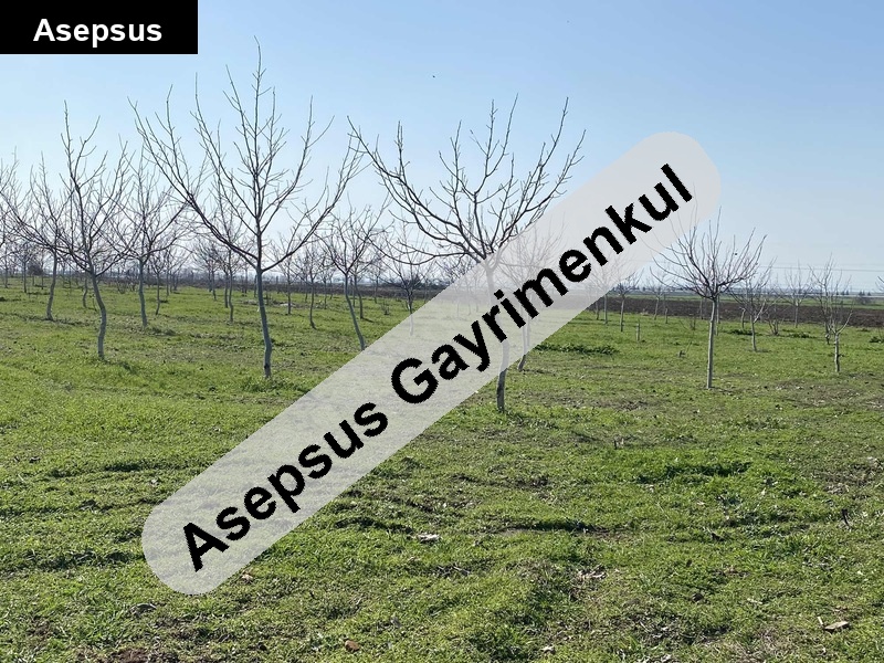 çiftlik evi, ceviz & hobi bahçesi