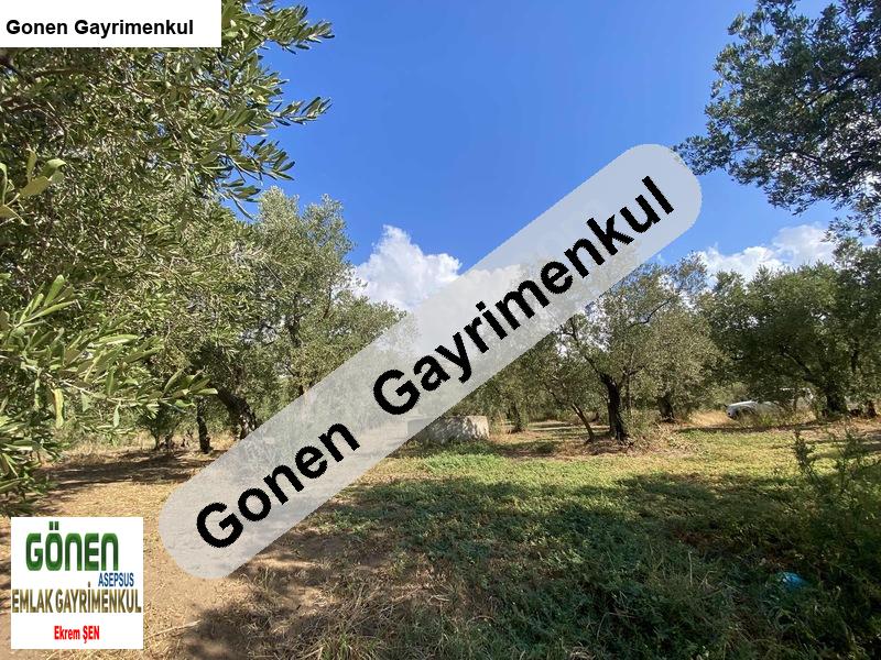 zeytin ağaçlarının arasından muhteşem deniz manzarası