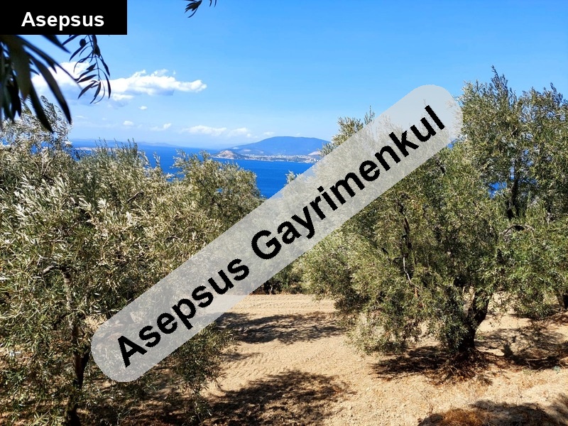 edincikte deniz manzaralı zeytin bahçesi