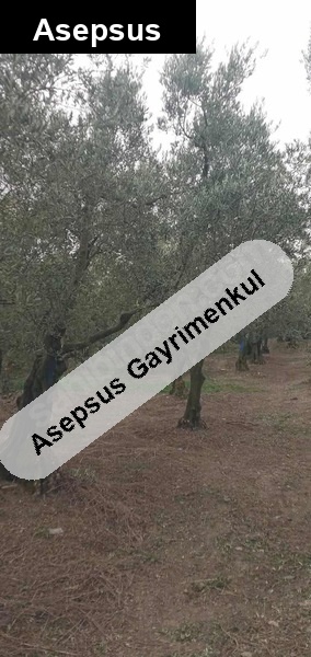 sahibinden satılık zeytinlik