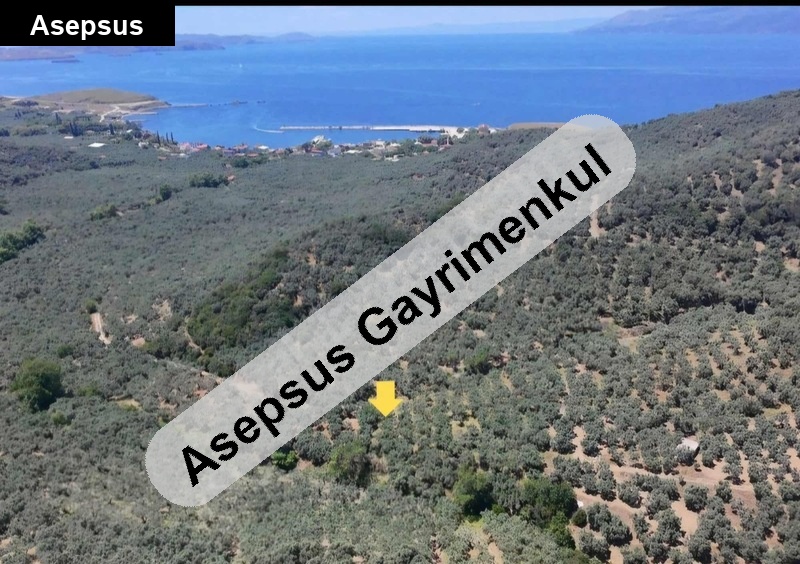 yatirimlik zeyti̇nli̇k bakimli kadastro yola cephe