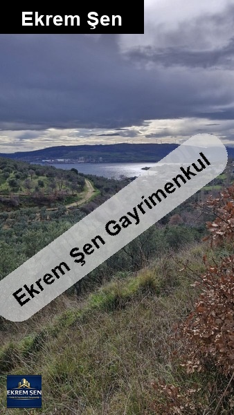 erdek tatlısu mahallesinde 4.845,34 m² satılık zeytinlik