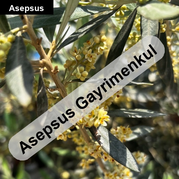 bakımlı yatırımlık zeytinlik