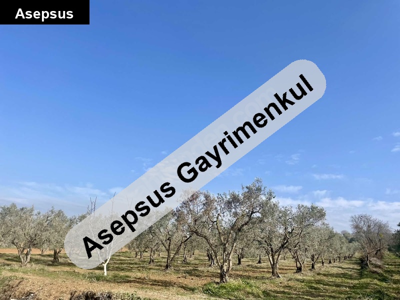 sahibinden 6 dönüm zeytinlik