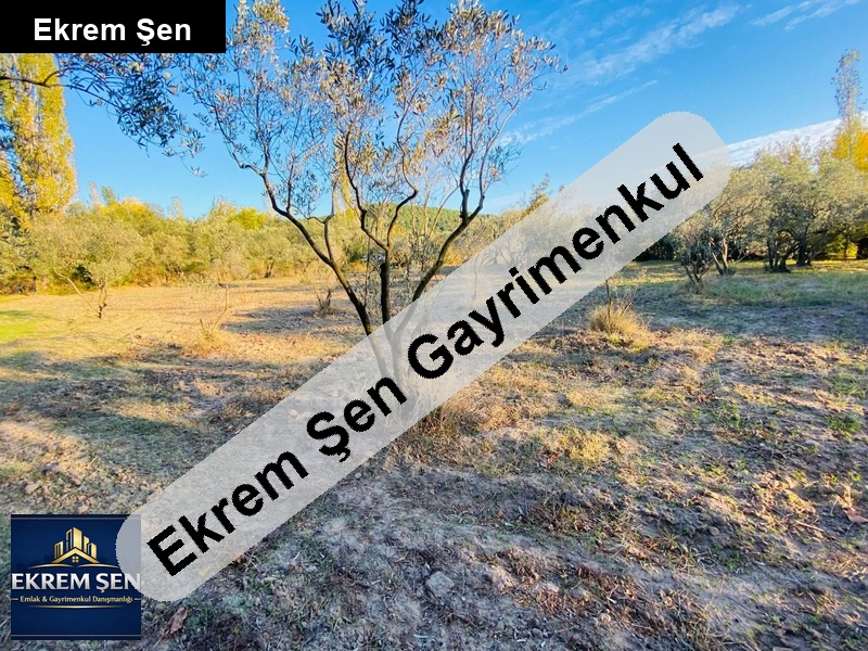 acil deniz manzaralı 2.5 dönüm zeytinlik firsat!!