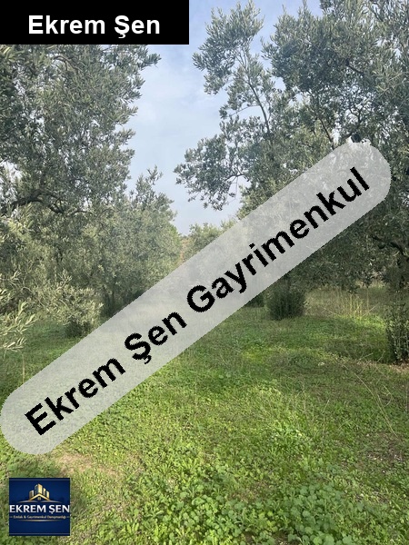 yeni̇ yeni̇cede köy i̇çi̇nde i̇çi̇ne ev yapilabi̇li̇r zeyti̇nli̇k