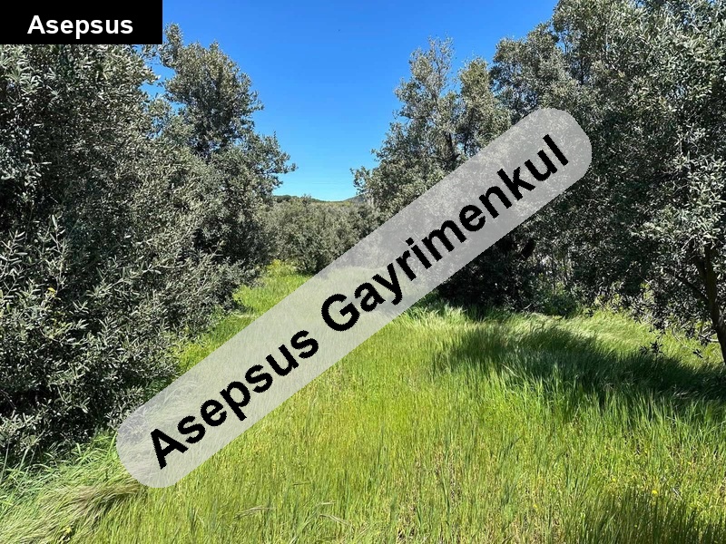 erdek çelti̇kçi̇'de sahi̇bi̇nden tek tapulu zeyti̇nli̇k