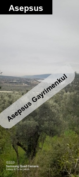 emsalinin çok altında manzaralı zeytinlik yolu açılmış