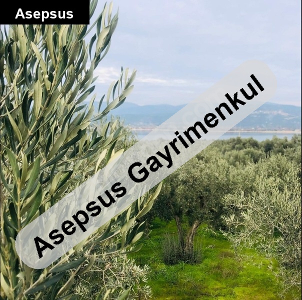 balikesi̇r/bandirma/edi̇nci̇k'te satilik zeyti̇nli̇kdeni̇ze 180 mt