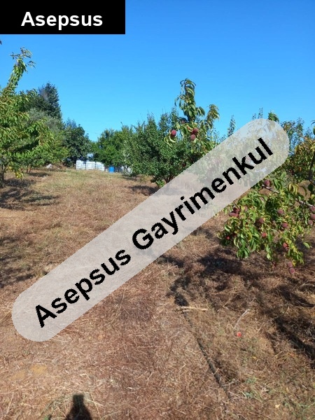 erikli de satılık meyve bahçesi