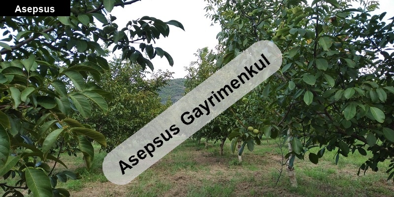 erdek şahinburgaz 4.5 dönüm ağaçlı sulu tarla