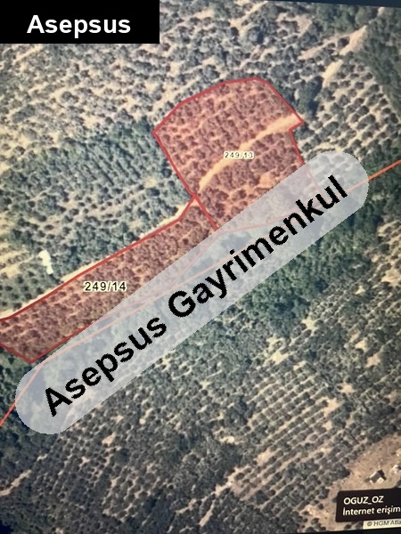 yatirimlik zeyti̇nli̇k