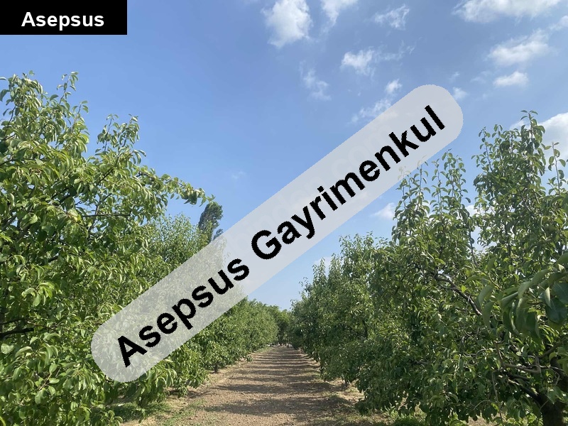 ticari i̇marlı arsa / meyve bahçesi