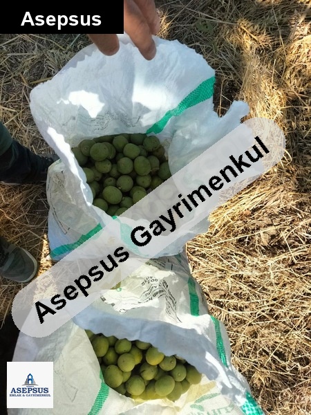 Asepsus Emlak'tan 3+1 güvemalan köyü 'sinde satılık arsa