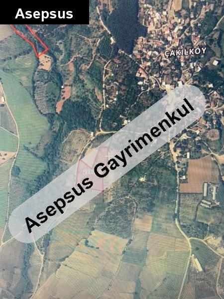 sahibinden satlık zeytinlik