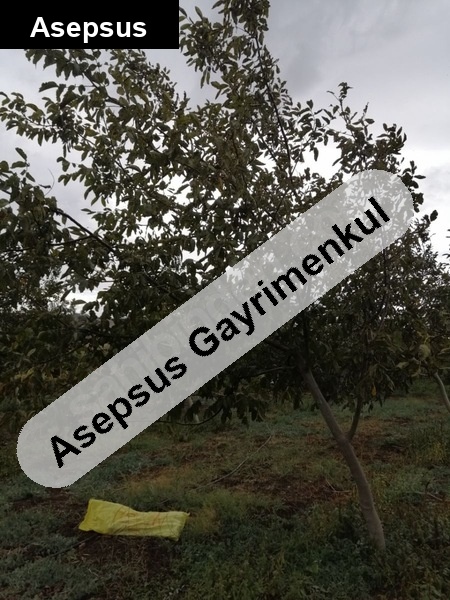 susurluk yıldız köyü yakinlarinda cevizlik