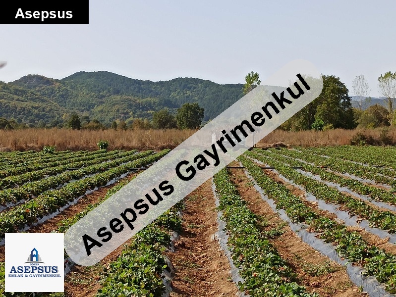 Asepsus Emlak'tan 3+1 akçakoyun köyü 'sinde satılık arsa