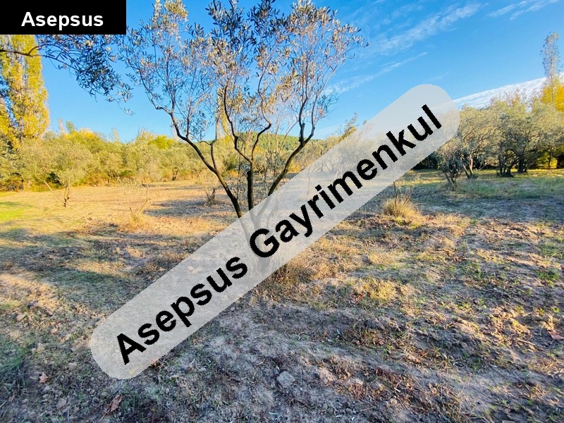 deniz manzaralı 2.5 dönüm zeytinlik firsat!!