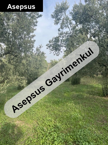 yeni̇ yeni̇cede köy i̇çi̇nde i̇çi̇ne ev yapilabi̇li̇r zeyti̇nli̇k