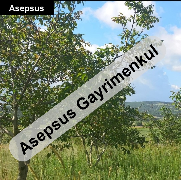 6.556 m² (6,5 dönüm) ACİL SATILIK CEVİZ BAHÇESİ – BAKACAK, BALIKESİR