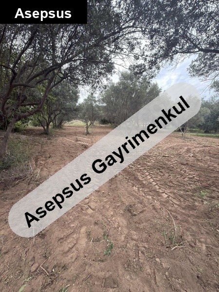 KÖŞEBAŞI KONUMDA DENİZE 700M SATILIK ZEYTİNLİK FIRSATI